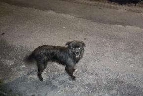 Alerta descoberta Cão Macho Aboadela Portugal